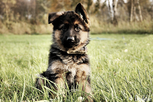 lovelyjubblyphotosets:  Requested by Anon ~ German Shepherds  