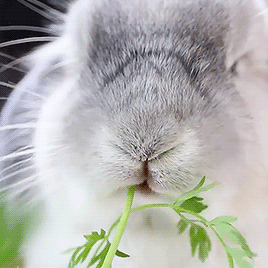 🐇