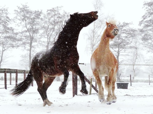 Wesco and his welsh cob friend Brian playing in the snow!