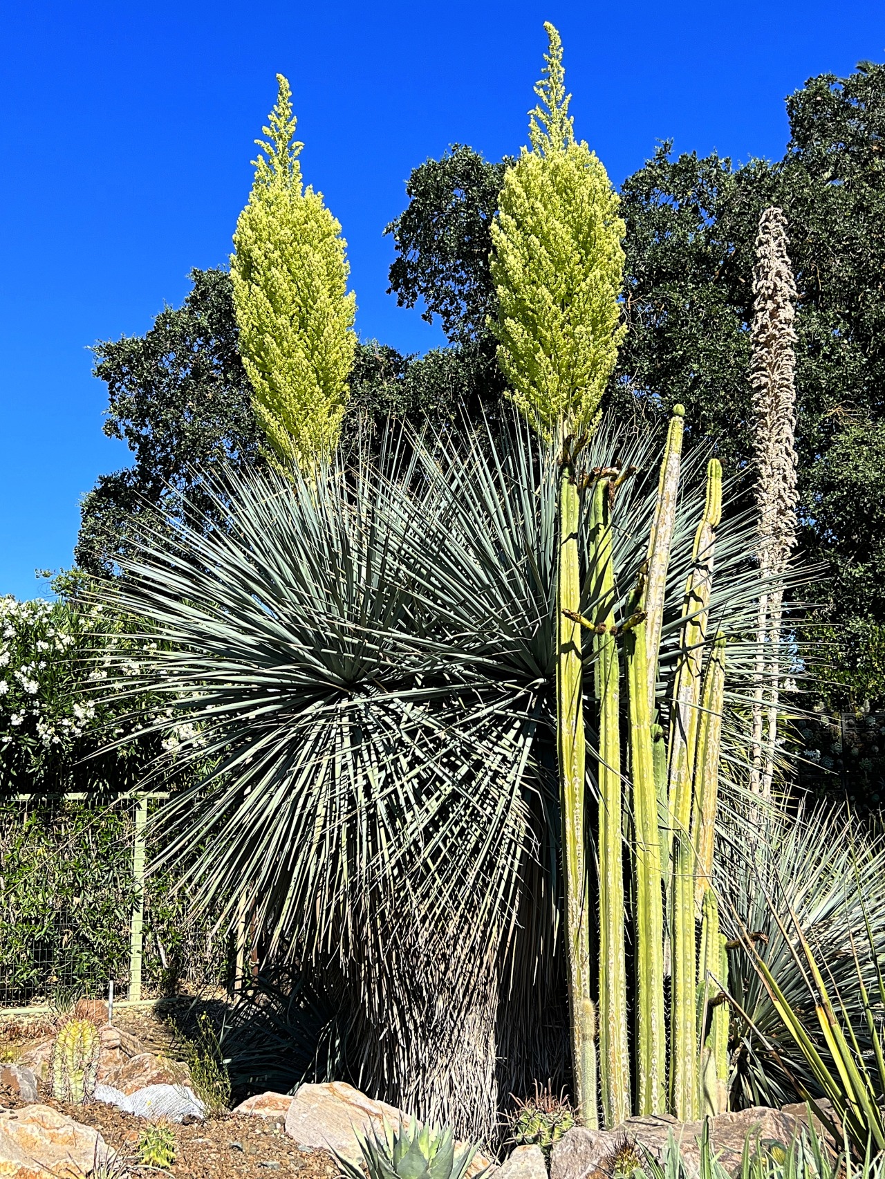 Ruth Bancroft Garden Tumblr — Nolina nelsonii Like their relatives