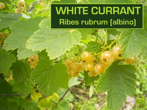 biodiverseed:I love the sweet but tart berries in the Ribes genus, which is why I have planted so many of them out in my ‘Berryland’ garden. They are generally tolerant of shade, so they make an excellent understory shrub below fruit-producing