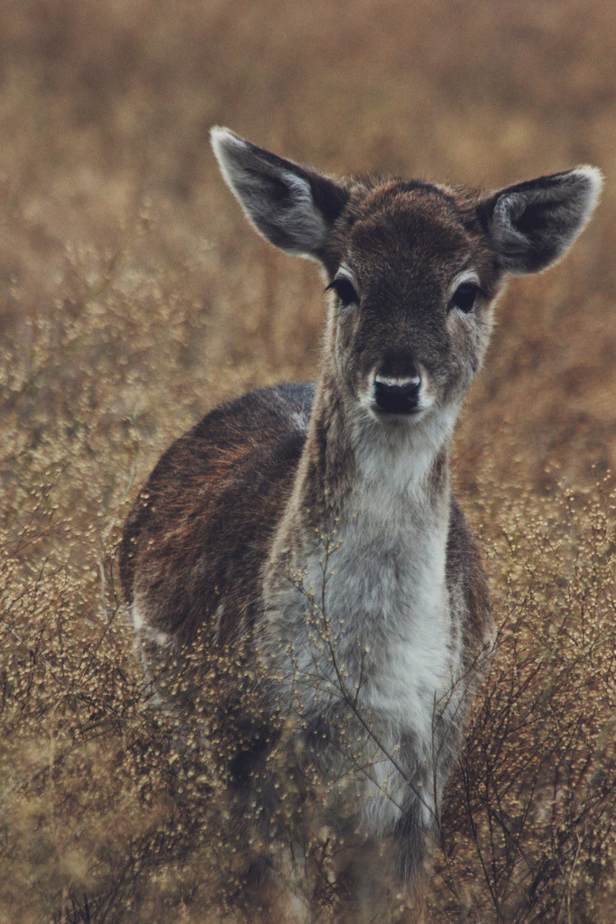 definitelydope:  (by Blake Lumley) 