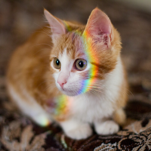 spacelesbians: rainbow cat moodboard 