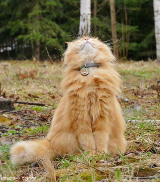 blaquestbird: aww-so-pretty:   This Siberian cat is a majestic forest king. 😍🌳    It’s like a little baby lion 