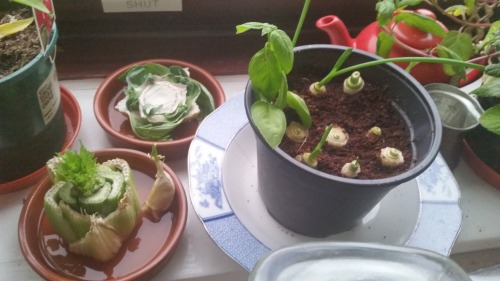 This regrowing vegetables from scraps project is going well :)