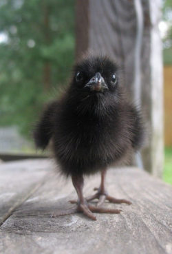 srsfunny:  What A Baby Raven Looks Like  Awesome