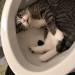 catasters: