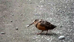 fabulips:American woodcock struttin’ and shakin’ his stuff with bonus rump shake loop.(x)