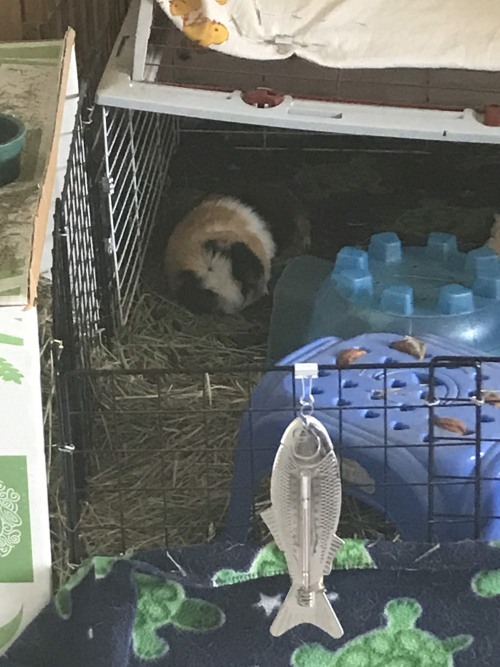 storagespyturtle