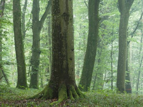 Naturwaldreservat Adenberg by Markus Bolliger