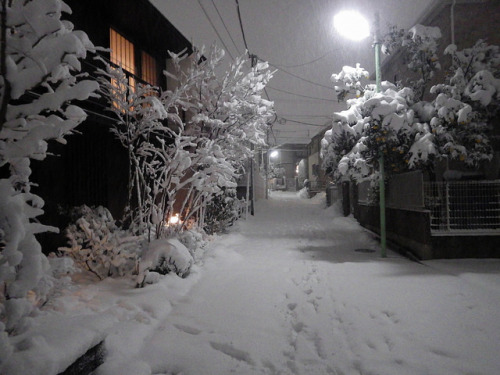 Snowy Tokyo by Mariko Kato