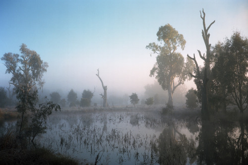 foxmouth:Tumut Wetlands, 2016 | by Jamie Hladky