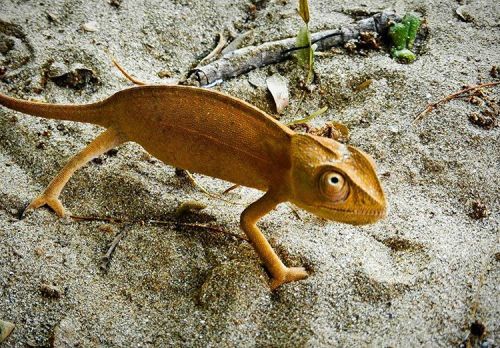 The Madagascar Chamaleon This little guy was found on our canoe trip when we were sailing down a riv