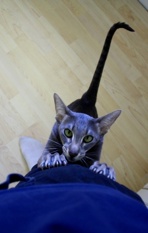 zablorg:  panoramaofhell:  Oriental Shorthair  Oriental Shorthairs look like someone saw a normal cat and then decided to draw one in a really stylized way. 