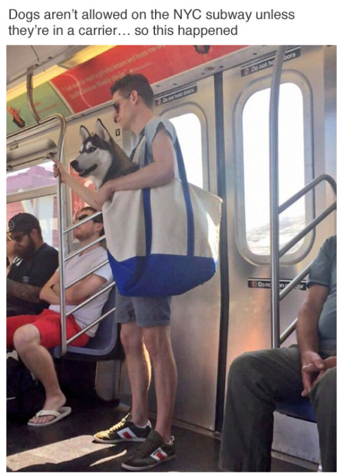 flyingeagleclaw:  geniusorinsanity:  cryoverkiltmilk:  thefingerfuckingfemalefury:  sexysuni:  thefingerfuckingfemalefury:  “I AM THE BAG DOGE GUARDIAN OF THIS BAG”  That person must have a really strong upper body to carry that doge  Right? Gonna