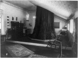 onceuponatown: Big Tree Room, Cedar Cottage.