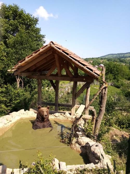 babyanimalgifs:“Hey! I’m volunteering in a bear refuge in Croatia and I thought like sharing this ph