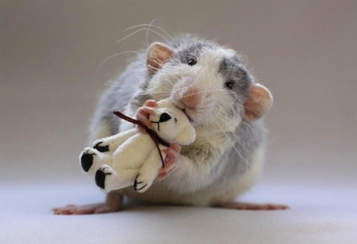 adorablygoaty:  shiftylookingoctopus:  These are picture taken by a woman who makes teddy bears to cheer up her pet rats.  Reblogging because rats are the cutest <3 