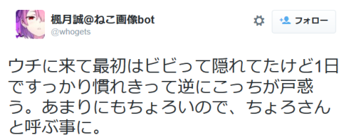 highlandvalley:  楓月誠＠ねこ画像botさんはTwitterを使っています: “まだ我が家に来て1日も経ってないんですけど http://t.co/tvWtjEluOx”