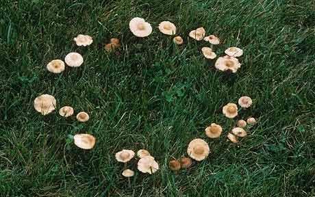 Porn oldmosswoman:  Fairy rings  occupy a prominent photos