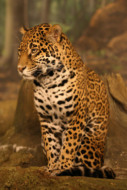Fro-Do:  Jaguar By Cmlburnett On Flickr. 