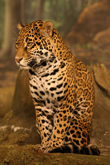 fro-do:  Jaguar by cmlburnett on Flickr. 