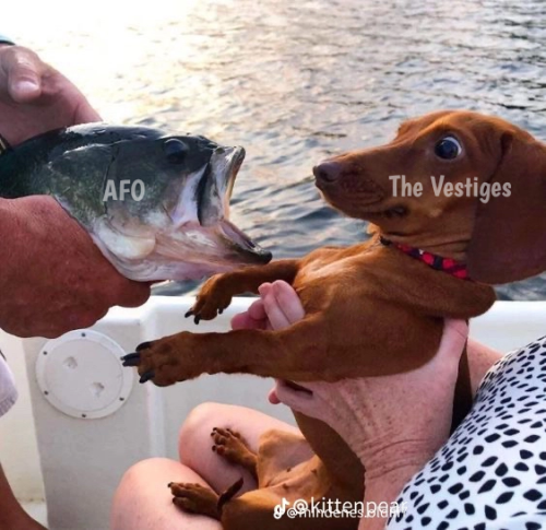 Memes