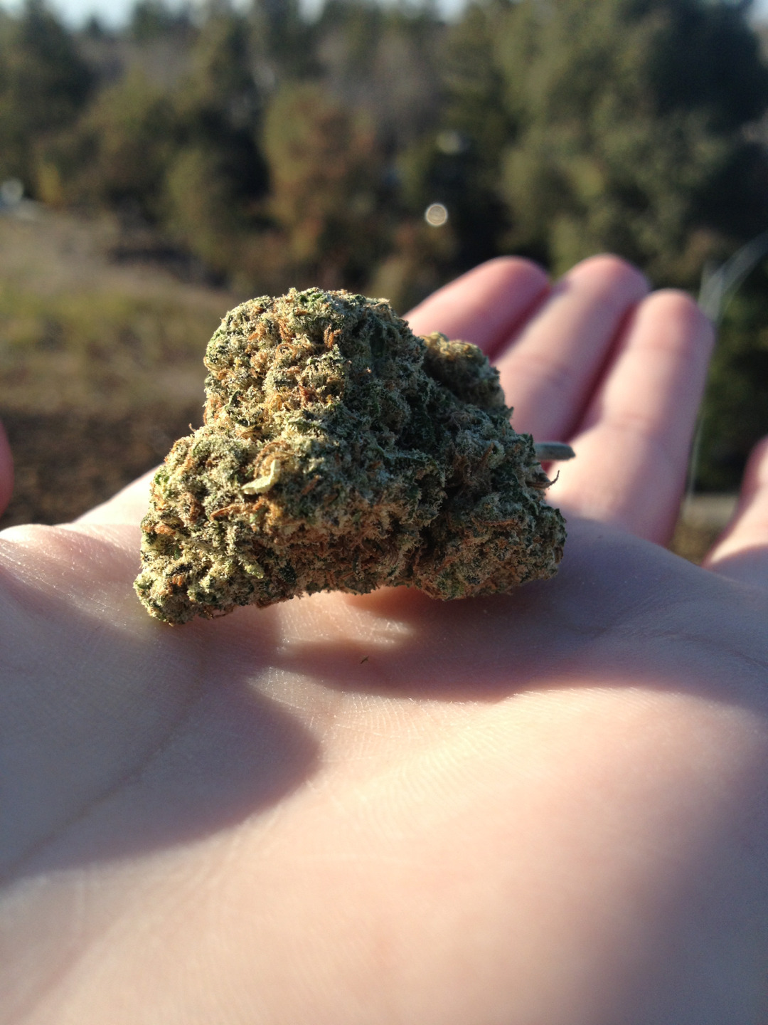 victoriaaaparisss:  I Love taking pictures of my weed… 