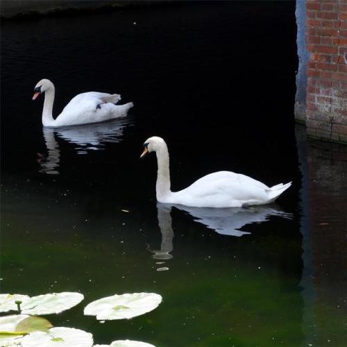 Swans on the river Ouse.