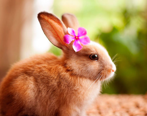 XXX enjoyablee:boredpanda:My Bunnies Are My Models photo