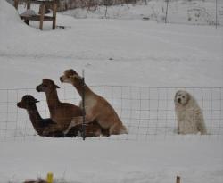 royreiddotca:  Some days are good… and some days you just feel like the only dog at a llama orgy.