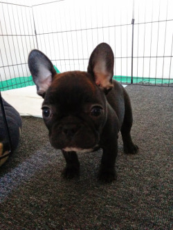 cute-overload:  Oh Hi! I’m Cromwell.http://cute-overload.tumblr.com  Such a cute little french bulldog :)