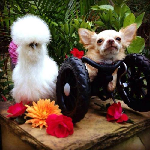 gods-filth:  deersnap:  noppppe:  buttercupbbaby:  tiny-vessels:  catsbeaversandducks:  Fluffy Chicken Saved From Laboratory Becomes Best Friends With Abandoned Two-legged Chihuahua These two adorable and unlikely animal friends, Penny the chicken and