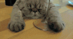 https://69.media.tumblr.com/ba3e9a8f03eeca8673ce45662ea187f4/tumblr_miadkp4gq01r3gb3zo1_400.gif