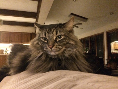 drunkencatladies:Porter stars in “Facial Expressions of a Maine Coon”