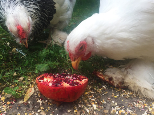 okay giving a white chicken pomegranate was a mistake 