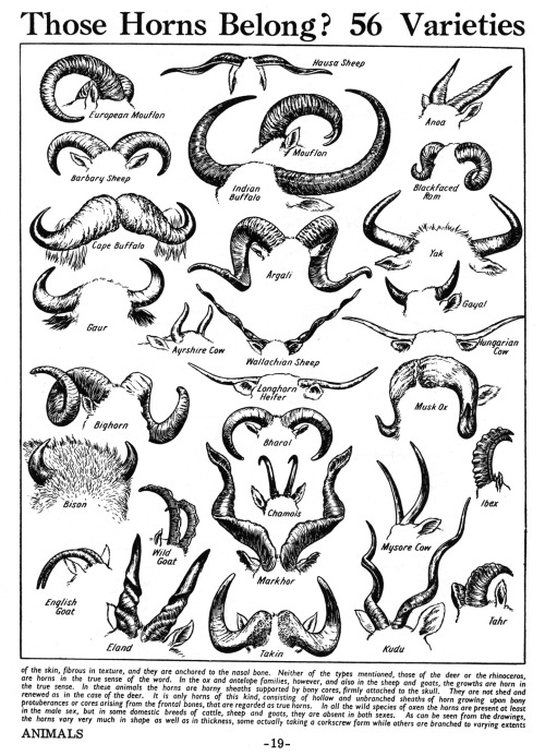 the-call-du-vide: helpyoudraw: Various Animal Horns from The Pictorial Dictionary (ed. Keith and Clo