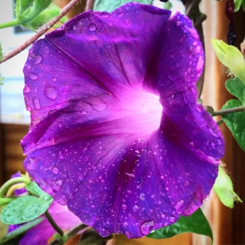 Day 267. #bedford365 #bedfords365 #flower #morningglory #purple #purplemorningglory #aftertherain #a