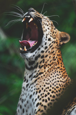 mistergoodlife:  Yawn | More