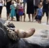 Porn Pics Dead whale stuck on Los Angeles beach ahead