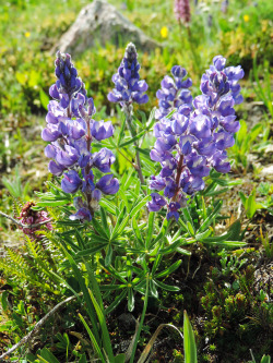 rivermusic:  Blue Lupine After Noon Beartooth Mountains, Wyoming photo by river music, August 2014 