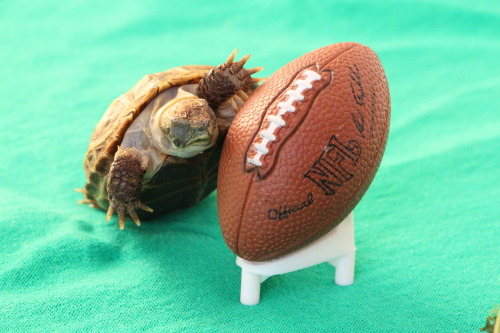 thewhimsyturtle:Super Bowl XLIX, Part 1It’s Super Bowl Sunday! After Ballghazi/Deflategate, c