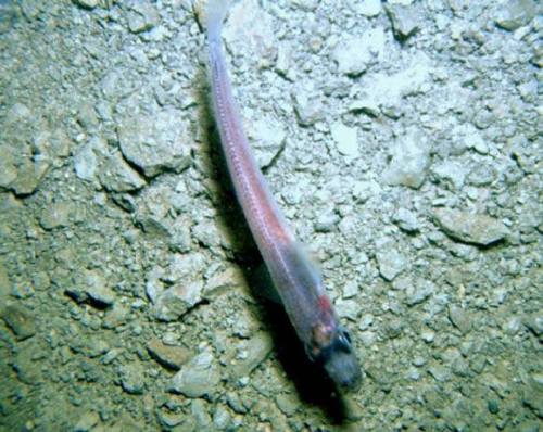 Life under Antarctic IceLast month, scientists working on the Whillans Ice Stream Subglacial Access 