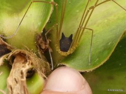 blunt-science:  An Arachnid with the head