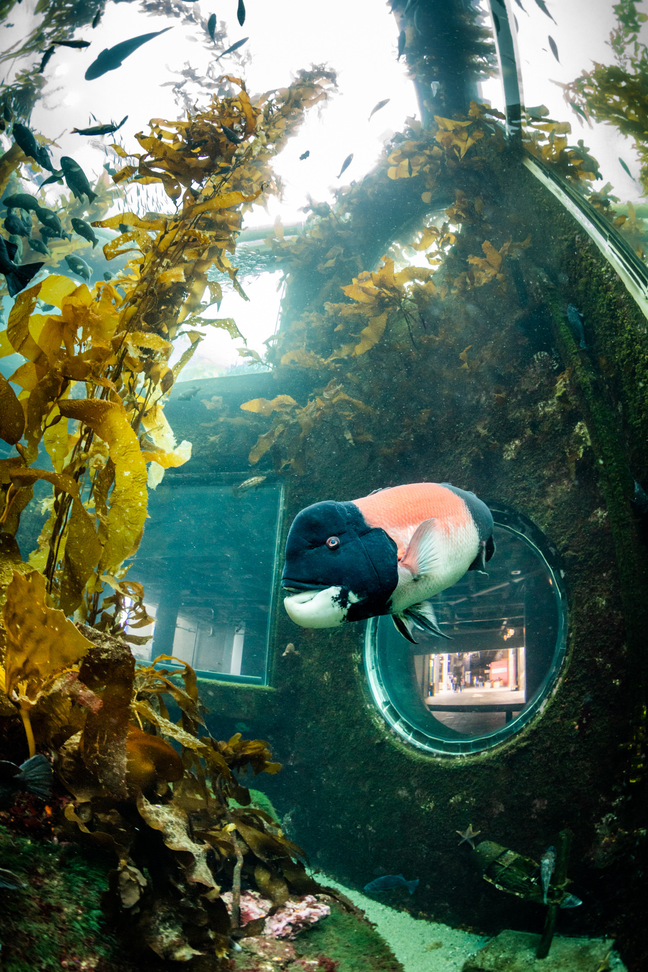 Male sheephead are icons of the kelp forest. Beginning their lives as females, pretty in pink, they change sex later in life, ultimately growing into this classic black, orange and cream uniform, at once signifying their elder status to the rest of...