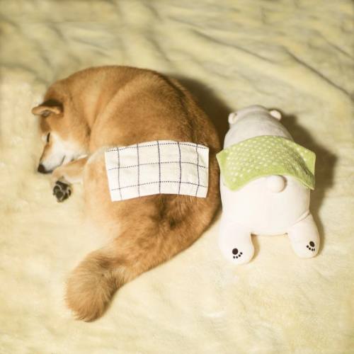 Shiba Lovers adult photos