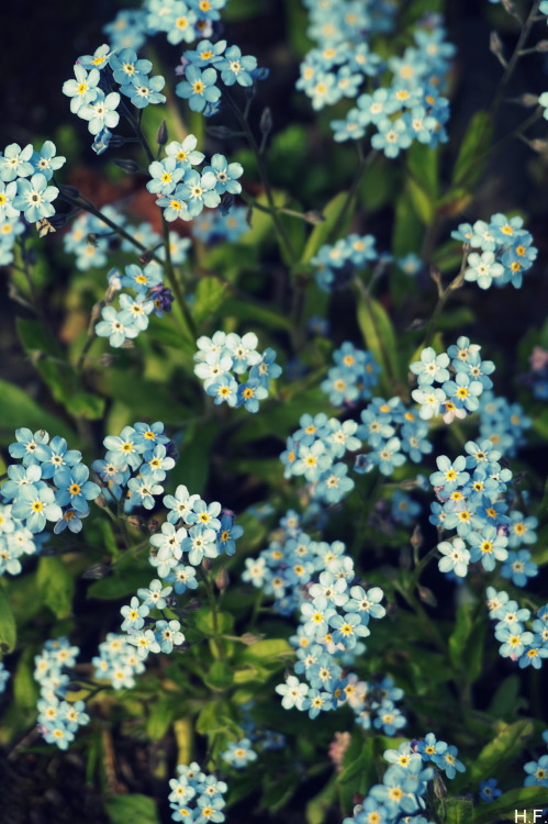 thethingsiveseen-photography:How could I forget…