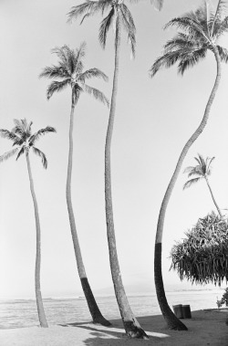 palm