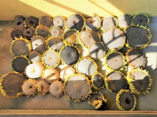 allthingssoulful-garden:Sunflower heads laid out to dry.