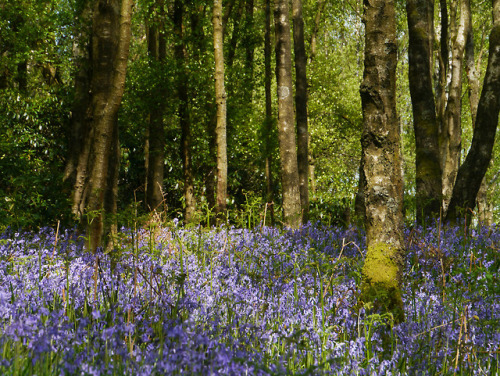 Birks Wood, Buckden, Wharfedale by Niall Corbet